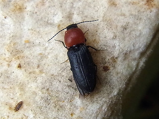 Ischnodes sanguinicollis