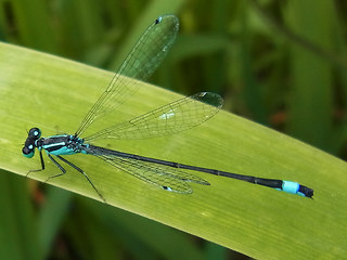 Ischnura elegans