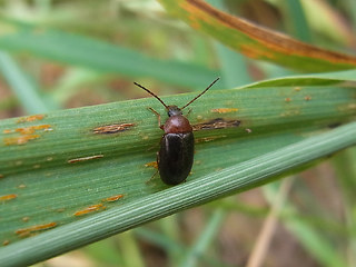 Isomira murina