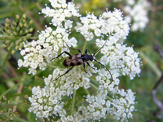 Judolia cerambyciformis