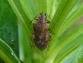 Kleidocerys resedae