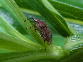 Kleidocerys resedae