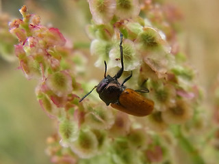 Labidostomis longimana