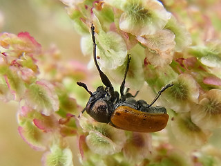 Labidostomis longimana