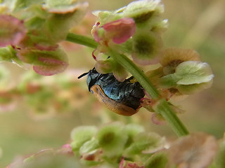 Labidostomis longimana