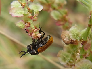 Labidostomis longimana