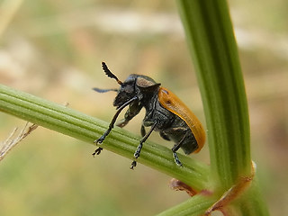 Labidostomis longimana