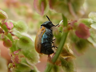 Labidostomis longimana