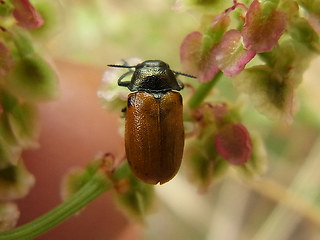 Labidostomis longimana