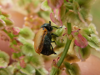 Labidostomis longimana