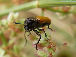 Labidostomis longimana