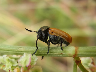 Labidostomis longimana