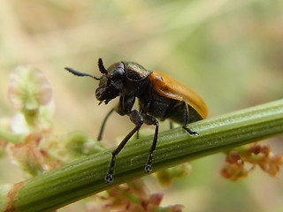 Labidostomis longimana