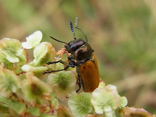 Labidostomis longimana