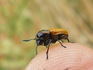 Labidostomis longimana