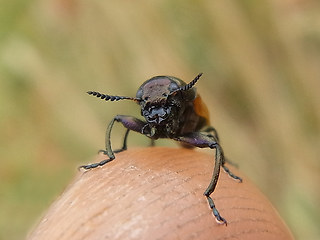 Labidostomis longimana