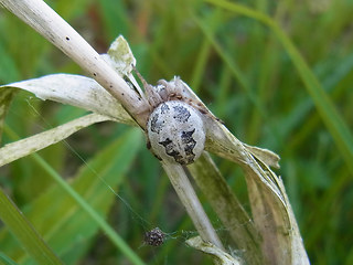 Larinioides cornutus