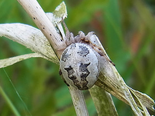 Larinioides cornutus