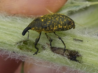 Larinus turbinatus