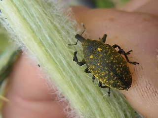 Larinus turbinatus