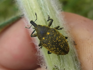 Larinus turbinatus