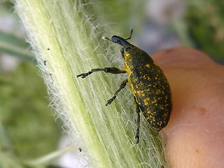 Larinus turbinatus