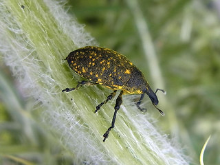 Larinus turbinatus