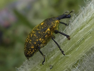 Larinus turbinatus