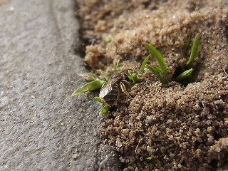 Lasioglossum malachurum