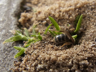 Lasioglossum malachurum