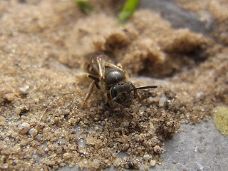 Lasioglossum malachurum