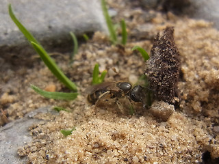 Lasioglossum malachurum