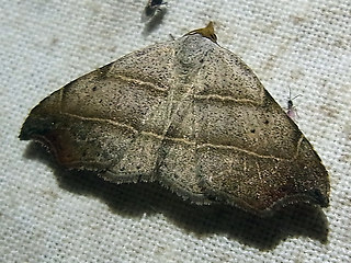 Laspeyria flexula