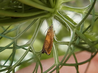 Lathronympha strigana