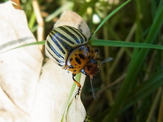 Leptinotarsa decemlineata