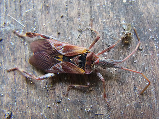 Leptoglossus occidentalis