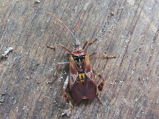 Leptoglossus occidentalis