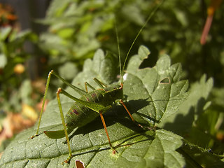 Leptophyes punctatissima