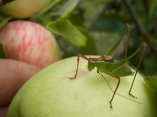 Leptophyes punctatissima