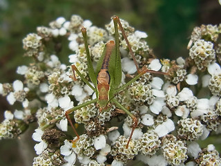 Leptophyes punctatissima