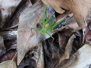 Leptophyes punctatissima