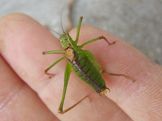 Leptophyes punctatissima