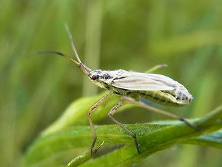 Leptopterna dolabrata