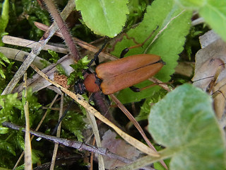 Leptura rubra