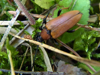 Leptura rubra