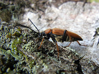 Leptura rubra