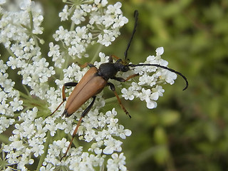 Leptura rubra