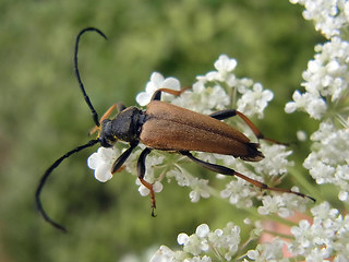 Leptura rubra