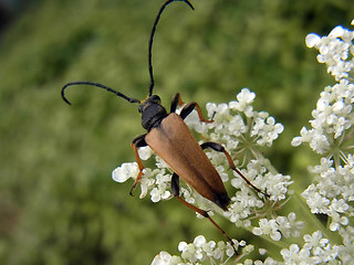 Leptura rubra