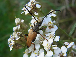 Leptura rubra